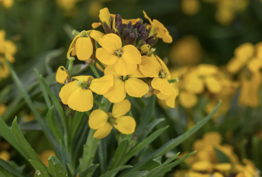 Trýzel 'Canaries Goldfinch' - Erysimum hybridum 'Canaries Goldfinch'