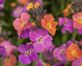 Trýzel lnolistý 'Erysistible Magenta'