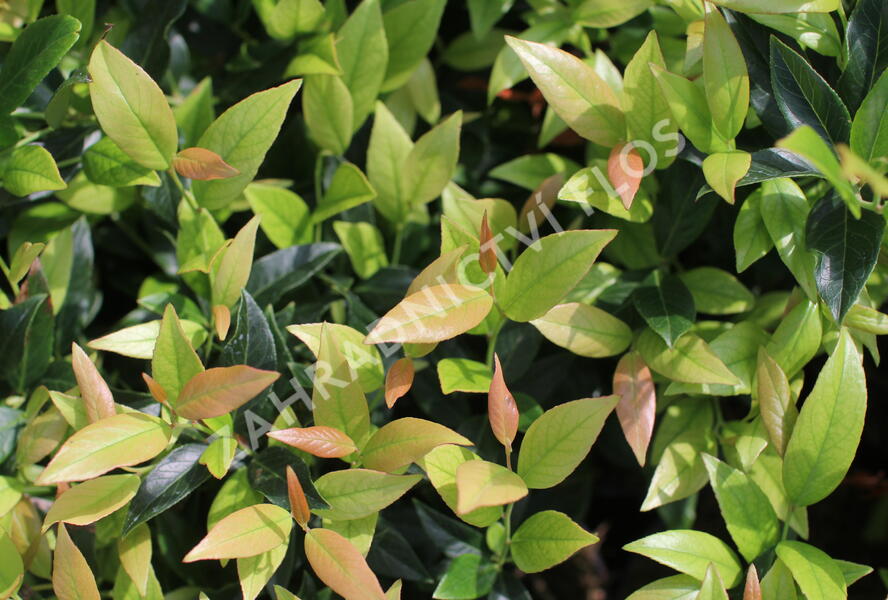 Leukothoe Walterova 'Zeblid' - Leucothoe walteri 'Zeblid'