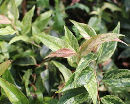Leukothoe Fontanesova 'Rainbow'