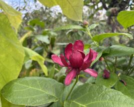 Sazaník 'Aphrodite'