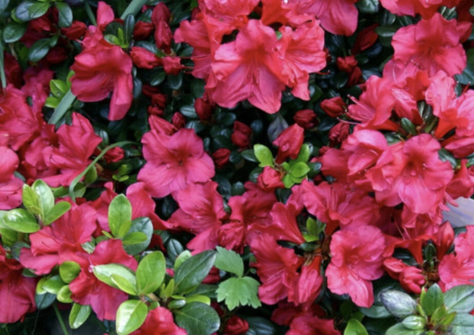 Azalka japonská 'Johanna' - Azalea japonica 'Johanna'