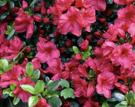 Azalka japonská 'Johanna'