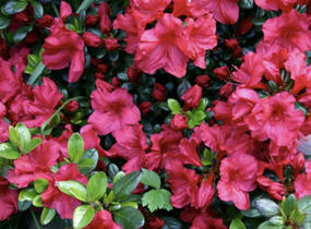 Azalka japonská 'Johanna' - Azalea japonica 'Johanna'