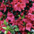 Azalea japonica 'Johanna'.png