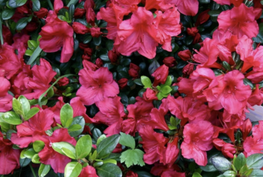Azalka japonská 'Johanna' - Azalea japonica 'Johanna'