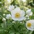 Anemone sylvestris 'Snow White'.jpg