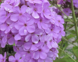 Plamenka Arendsova 'Hesperis'