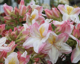 Azalka 'Satomi'
