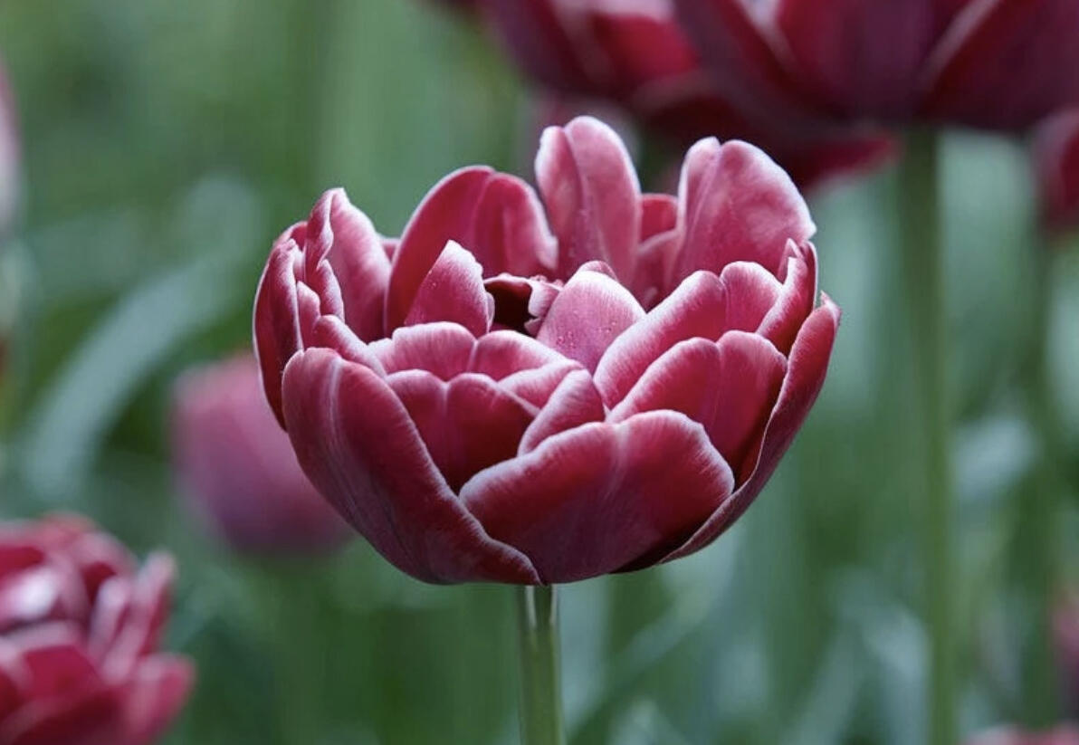 Tulipán plnokvětý pozdní 'Dream Touch'® - Tulipa Double Late 'Dream Touch'®