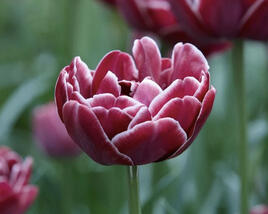 Tulipán plnokvětý pozdní 'Dream Touch'®