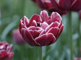 Tulipán plnokvětý pozdní 'Dream Touch'® - Tulipa Double Late 'Dream Touch'®