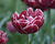Tulipán plnokvětý pozdní 'Dream Touch'®