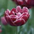 Tulipa Double Late 'Dream Touch'®.png