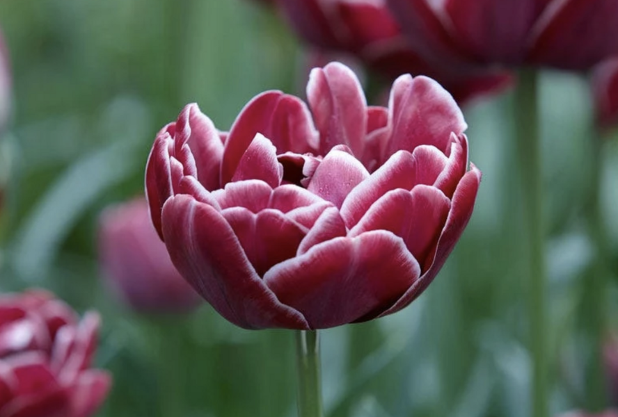 Tulipán plnokvětý pozdní 'Dream Touch'® - Tulipa Double Late 'Dream Touch'®