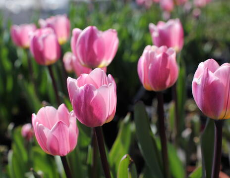Tulipa Darwin hybrid ''Light and Dreamy''