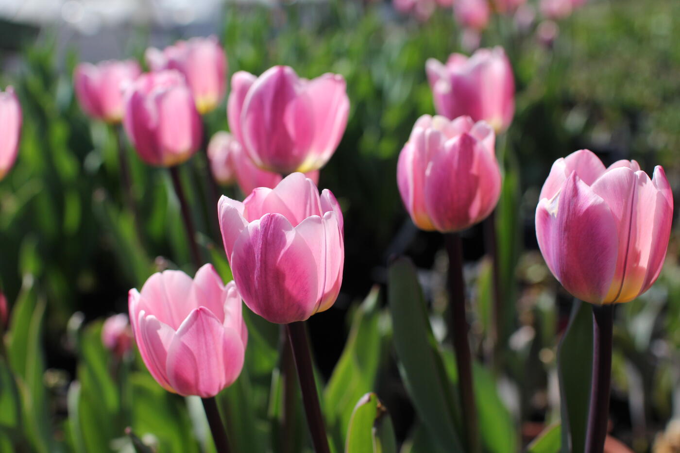 Tulipa Darwin hybrid ''Light and Dreamy''