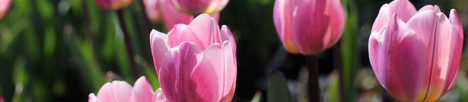 Tulipa Darwin hybrid ''Light and Dreamy''