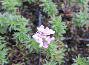 Iberka 'Arielle Pink' - Iberis hybrida 'Arielle Pink'