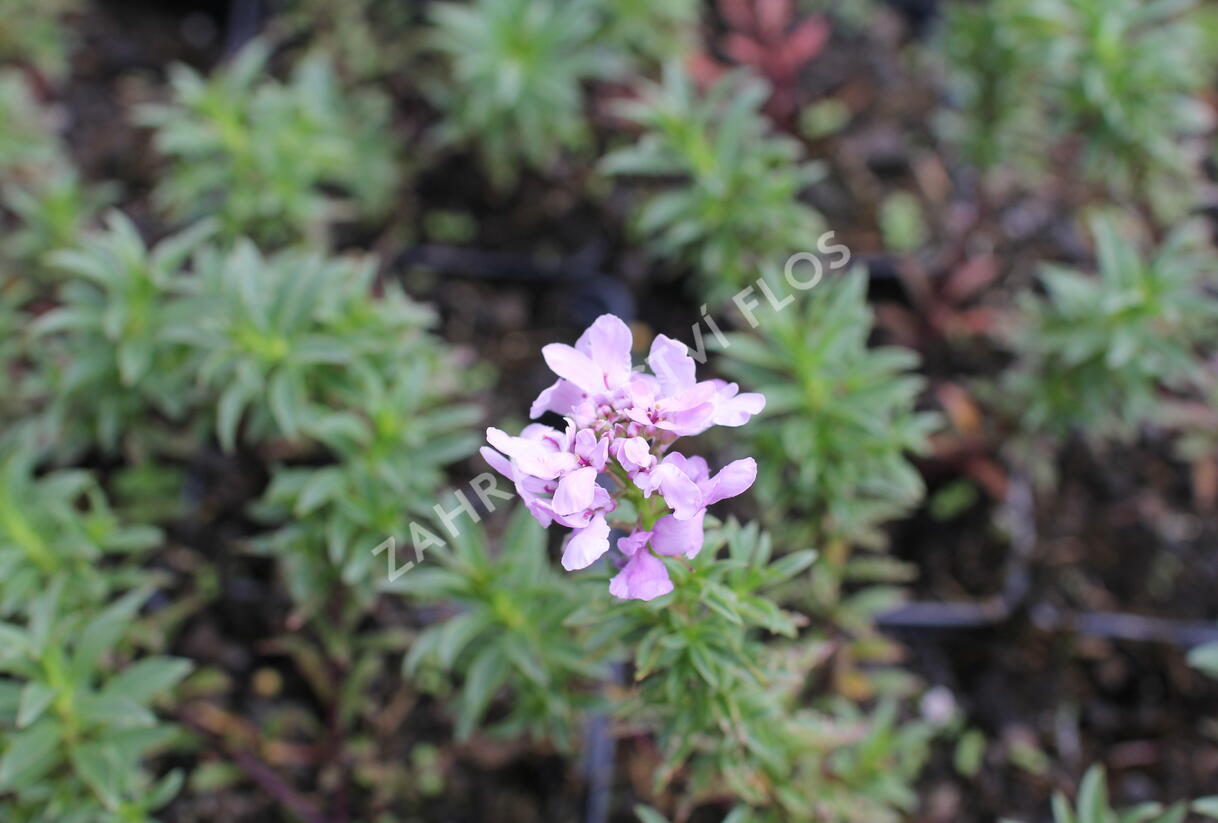 Iberka 'Arielle Pink' - Iberis hybrida 'Arielle Pink'