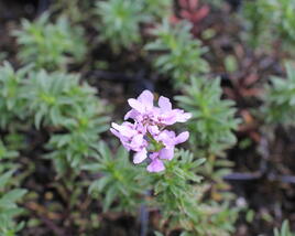 Iberka 'Arielle Pink'