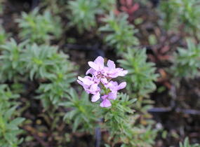 Iberka 'Arielle Pink' - Iberis hybrida 'Arielle Pink'