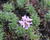 Iberka 'Arielle Pink'