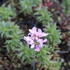 Iberis_hybrida_Arielle_Pink_2.JPG