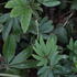 Begonia_Luxurius_1.JPG