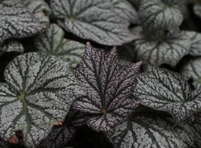 Begónie 'Sterling Moon' - Begonia 'Sterling Moon'