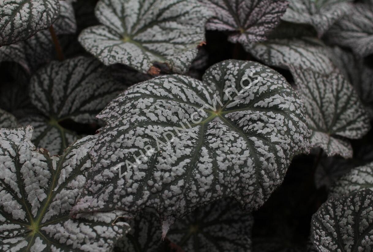 Begónie 'Sterling Moon' - Begonia 'Sterling Moon'