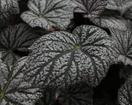 Begónie 'Sterling Moon'