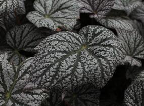 Begónie 'Sterling Moon' - Begonia 'Sterling Moon'