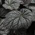 Begonia_Sterling_Moon_1.JPG