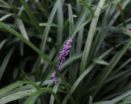 Liriope 'Gold Banded'