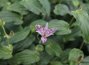 Liliovka, hadí lilie - Tricyrtis formosana