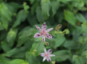 Liliovka, hadí lilie - Tricyrtis formosana