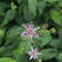Tricyrtis_formosana_1.JPG