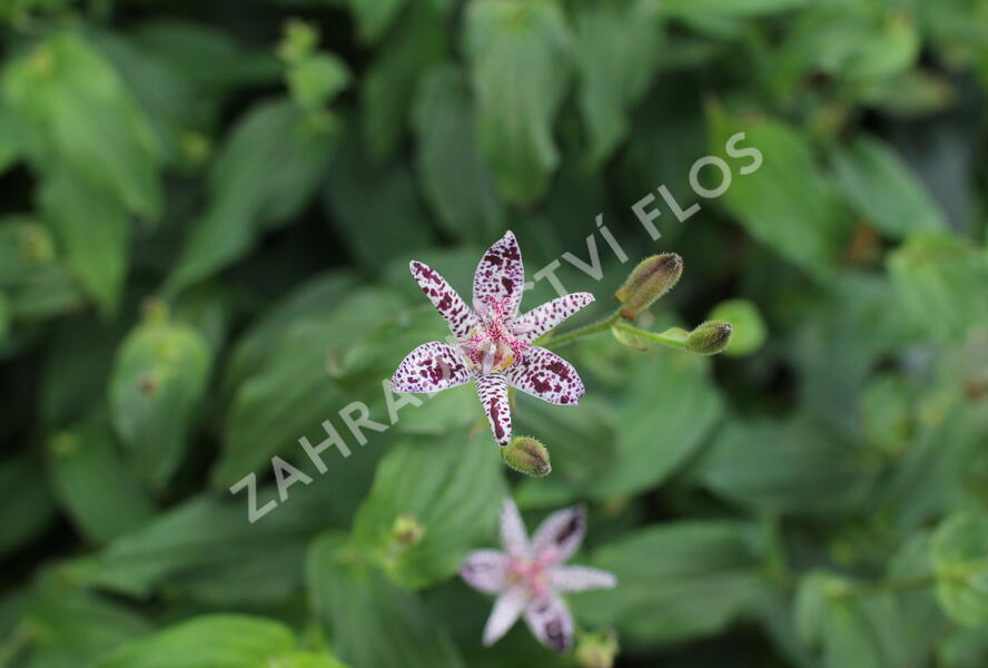 Liliovka, hadí lilie - Tricyrtis formosana