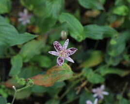 Liliovka, hadí lilie 'Purple Beauty'
