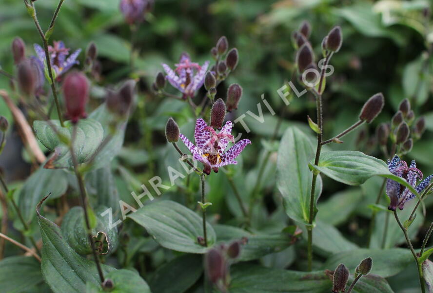 Liliovka stopkatá, hadí lilie - Tricyrtis macropoda