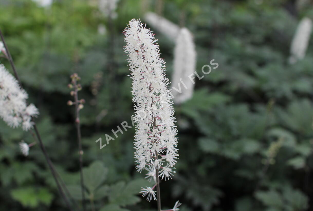 Ploštičník hroznatý 'Atropurpurea' - Cimicifuga ramosa 'Atropurpurea'
