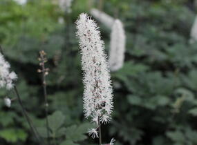 Ploštičník hroznatý 'Atropurpurea' - Cimicifuga ramosa 'Atropurpurea'