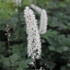 Cimicifuga_ramosa_Atropurpurea_1.JPG