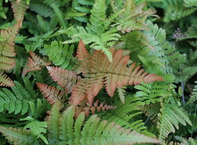 Kapraď červenavá - Dryopteris erythrosora