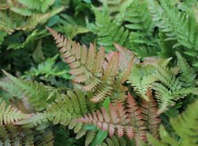 Kapraď červenavá - Dryopteris erythrosora