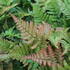 Dryopteris_erythrosora_1.JPG