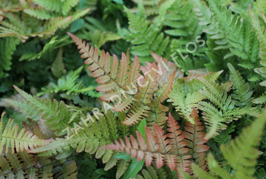 Kapraď červenavá - Dryopteris erythrosora