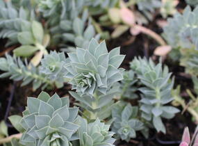 Pryšec myrtovitý - Euphorbia myrsinites