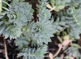 Pryšec myrtovitý - Euphorbia myrsinites